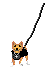 pet2